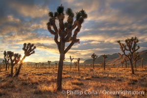 Sunrise in Joshua Tree National Park, Yucca brevifolia