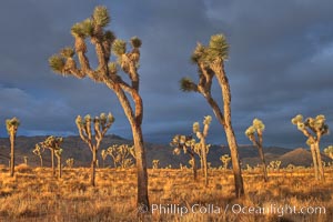 Sunrise in Joshua Tree National Park, Yucca brevifolia