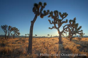 Sunrise in Joshua Tree National Park. California, USA, Yucca brevifolia, natural history stock photograph, photo id 22102