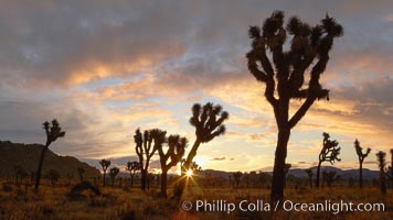 Sunrise in Joshua Tree National Park, storm clouds, Yucca brevifolia