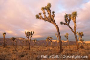 Joshua Trees in early morning light, Yucca brevifolia, Joshua Tree National Park