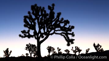 Joshua trees silhouetted against predawn sunrise light, Yucca brevifolia, Joshua Tree National Park