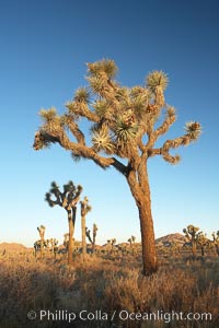 Joshua Trees in early morning light, Yucca brevifolia, Joshua Tree National Park