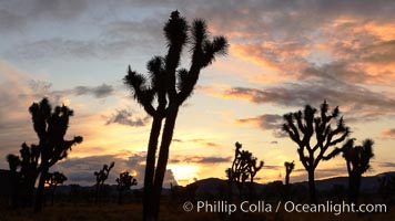 Sunrise in Joshua Tree National Park, storm clouds, Yucca brevifolia