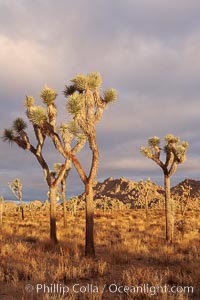 Joshua Trees in early morning light, Yucca brevifolia, Joshua Tree National Park