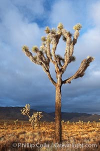 Joshua Trees in early morning light, Yucca brevifolia, Joshua Tree National Park