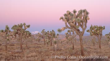 Joshua Trees at dawn, Yucca brevifolia, Joshua Tree National Park.