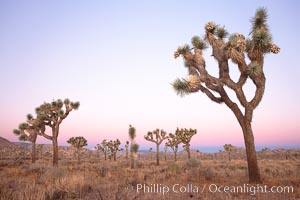 Joshua Trees in early morning light, Yucca brevifolia, Joshua Tree National Park