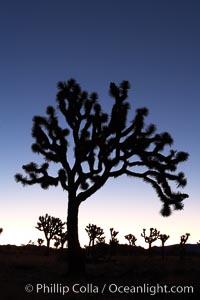 Joshua trees silhouetted against predawn sunrise light, Yucca brevifolia, Joshua Tree National Park