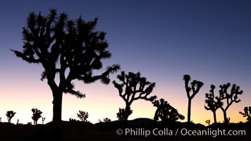 Joshua Trees silhouetted against predawn sunrise light.