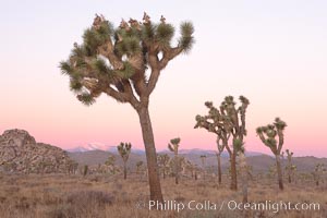 Joshua Trees in early morning light, Yucca brevifolia, Joshua Tree National Park