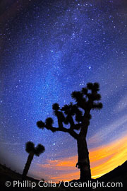 The Milky Way Galaxy shines in the night sky with a Joshua Tree silhouetted in the foreground.  The lights of Palm Springs glow on the horizon, Yucca brevifolia, Joshua Tree National Park, California