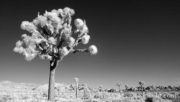 Joshua tree, sunrise, infrared, Yucca brevifolia, Joshua Tree National Park, California
