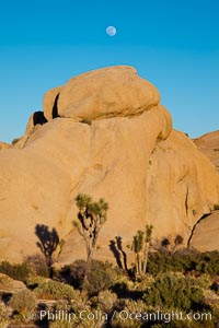 Joshua trees, boulders and nearly full mooon in Joshua Tree National Park.