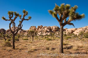 Yucca brevifolia.