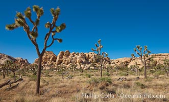 Joshua trees, a species of yucca common in the lower Colorado desert and upper Mojave desert ecosystems, Yucca brevifolia, Joshua Tree National Park, California