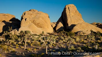 Joshua trees, a species of yucca common in the lower Colorado desert and upper Mojave desert ecosystems, Yucca brevifolia, Joshua Tree National Park, California