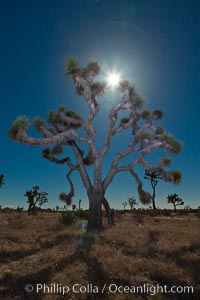 Joshua Tree at night with full moon.