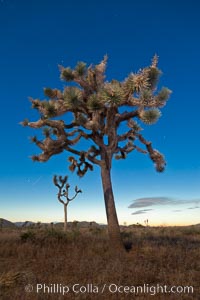 Joshua tree, moonlit night.  The Joshua Tree is a species of yucca common in the lower Colorado desert and upper Mojave desert ecosystems, Yucca brevifolia, Joshua Tree National Park, California