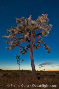 Joshua tree, moonlit night.  The Joshua Tree is a species of yucca common in the lower Colorado desert and upper Mojave desert ecosystems, Yucca brevifolia, Joshua Tree National Park, California