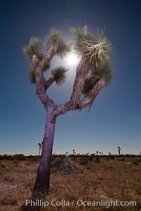 Joshua tree, moonlit night.  The Joshua Tree is a species of yucca common in the lower Colorado desert and upper Mojave desert ecosystems, Yucca brevifolia, Joshua Tree National Park, California