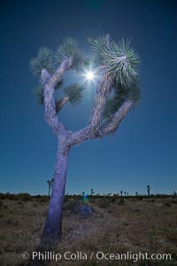 Joshua tree, moonlit night.  The Joshua Tree is a species of yucca common in the lower Colorado desert and upper Mojave desert ecosystems, Yucca brevifolia, Joshua Tree National Park, California