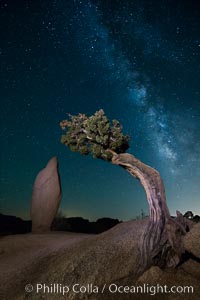 Juniper and Standing Rock with Milky, Joshua Tree National Park, California