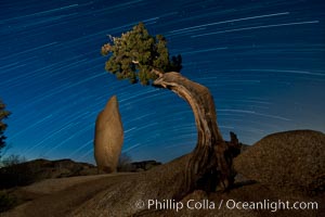 Juniper and star trails.