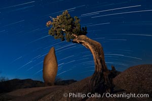 Juniper and star trails, Joshua Tree National Park, California