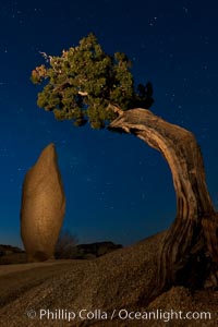 Juniper and stars, Joshua Tree National Park, California