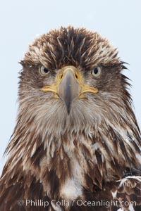 Juvenile bald eagle, second year coloration plumage, closeup of head and shoulders, looking directly at camera, snowflakes visible on feathers.    Immature coloration showing white speckling on feathers.