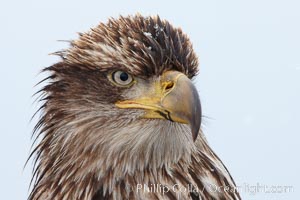 Juvenile bald eagle, second year coloration plumage, closeup of head, snowflakes visible on feathers.    Immature coloration showing white speckling on feathers, Haliaeetus leucocephalus, Haliaeetus leucocephalus washingtoniensis, Kachemak Bay, Homer, Alaska