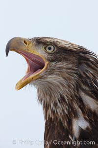 Juvenile bald eagle, calling vocalizing, side profile view, second year coloration plumage, closeup of head, snowflakes visible on feathers.    Immature coloration showing white speckling on feathers.