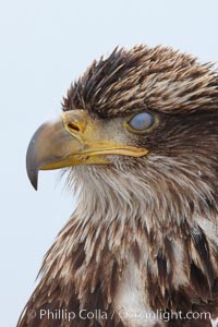 Juvenile bald eagle, translucent nictating membrane drawn completely across eye, second year coloration plumage, closeup of head, snowflakes visible on feathers.    Immature coloration showing white speckling on feathers, Haliaeetus leucocephalus, Haliaeetus leucocephalus washingtoniensis, Kachemak Bay, Homer, Alaska