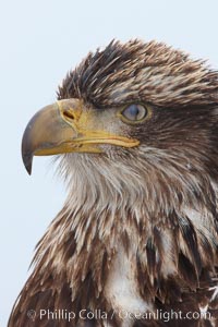 Juvenile bald eagle, second year coloration plumage, closeup of head and shoulders, snowflakes visible on feathers. Immature coloration showing white speckling on feathers, Haliaeetus leucocephalus, Haliaeetus leucocephalus washingtoniensis, Kachemak Bay, Homer, Alaska