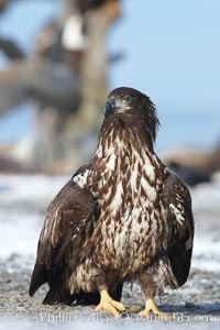 Juvenile bald eagle, standing on snow covered ground, other bald eagles visible in background, Haliaeetus leucocephalus, Haliaeetus leucocephalus washingtoniensis, Kachemak Bay, Homer, Alaska