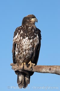 Juvenile bald eagle, second year coloration plumage, immature coloration showing white speckling on feathers, Haliaeetus leucocephalus, Haliaeetus leucocephalus washingtoniensis, Kachemak Bay, Homer, Alaska