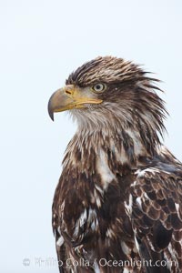 Juvenile bald eagle, second year coloration plumage, closeup of head and shoulders, snowflakes visible on feathers. Immature coloration showing white speckling on feathers, Haliaeetus leucocephalus, Haliaeetus leucocephalus washingtoniensis, Kachemak Bay, Homer, Alaska