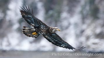 Juvenile bald eagle, second year coloration plumage, immature coloration showing white speckling on feathers, Haliaeetus leucocephalus, Haliaeetus leucocephalus washingtoniensis, Kenai Peninsula, Alaska