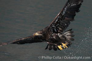 Juvenile bald eagle, second year coloration plumage, immature coloration showing white speckling on feathers, Haliaeetus leucocephalus, Haliaeetus leucocephalus washingtoniensis, Kenai Peninsula, Alaska