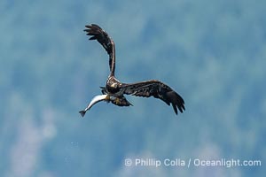 Juvenile bald eagle in flight carries a hake fish it has just caught. Hake fish migrate deep in sea channels but strong tidal currents such as those at Arran Rapids lift the hake to the surface where eagles can catch them, Haliaeetus leucocephalus, Stuart Island, British Columbia, Canada