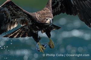 Juvenile bald eagle in flight carries a hake fish it has just caught. Hake fish migrate deep in sea channels but strong tidal currents such as those at Arran Rapids lift the hake to the surface where eagles can catch them, Haliaeetus leucocephalus, Stuart Island, British Columbia, Canada