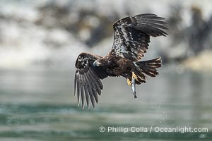 Juvenile bald eagle in flight carries a hake fish it has just caught. Hake fish migrate deep in sea channels but strong tidal currents such as those at Arran Rapids lift the hake to the surface where eagles can catch them, Haliaeetus leucocephalus, Stuart Island, British Columbia, Canada