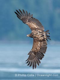 Juvenile bald eagle in flight, British Columbia, Haliaeetus leucocephalus, Arran Rapids, Stuart Island, Canada