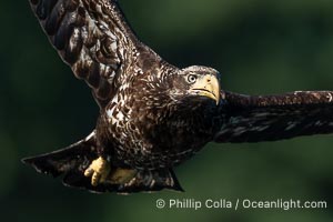 Juvenile bald eagle in flight, British Columbia, Haliaeetus leucocephalus, Arran Rapids, Stuart Island, Canada