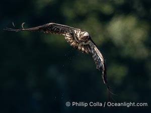 Juvenile bald eagle in flight, British Columbia, Haliaeetus leucocephalus, Arran Rapids, Stuart Island, Canada