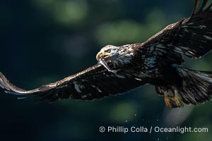 Juvenile bald eagle in flight, British Columbia, Haliaeetus leucocephalus, Arran Rapids, Stuart Island, Canada