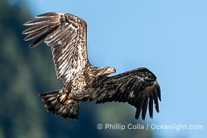 Juvenile bald eagle in flight, British Columbia, Haliaeetus leucocephalus, Arran Rapids, Stuart Island, Canada