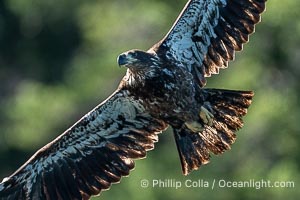 Juvenile bald eagle in flight, British Columbia, Haliaeetus leucocephalus, Arran Rapids, Stuart Island, Canada