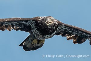 Juvenile bald eagle in flight, British Columbia, Haliaeetus leucocephalus, Arran Rapids, Stuart Island, Canada